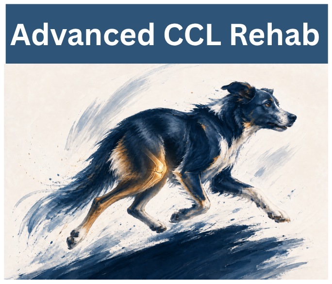 Advanced Rehab Strategies for Regaining Optimal Results in the CCL Patient