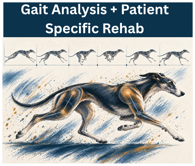 Canine Gait Analysis and Patient-Specific Rehabilitation