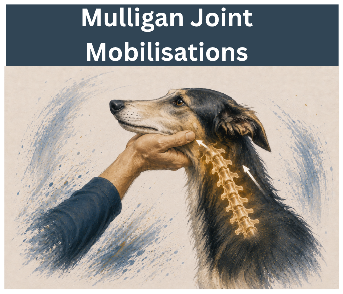 Mulligan Joint Mobilisations for the Spine and Proximal Joints