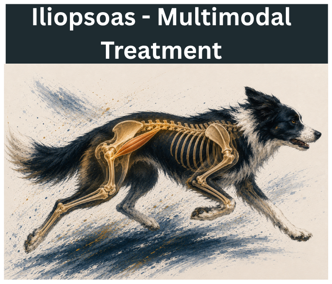 Multimodal Treatment for Iliopsoas