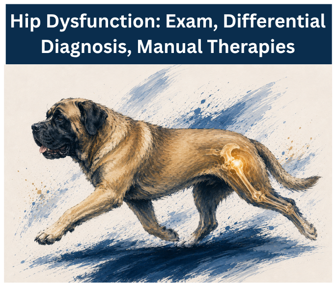 Hip Dysfunction: Clinical Examination, Differential Diagnosis, and Manual Therapies