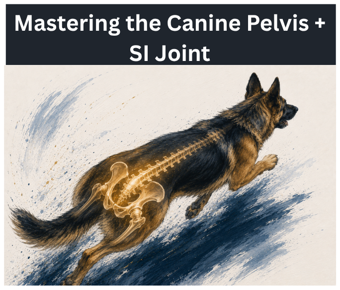 Mastering the Canine Pelvis: Advanced Assessment and Rehab of the SI Joint and Pelvis